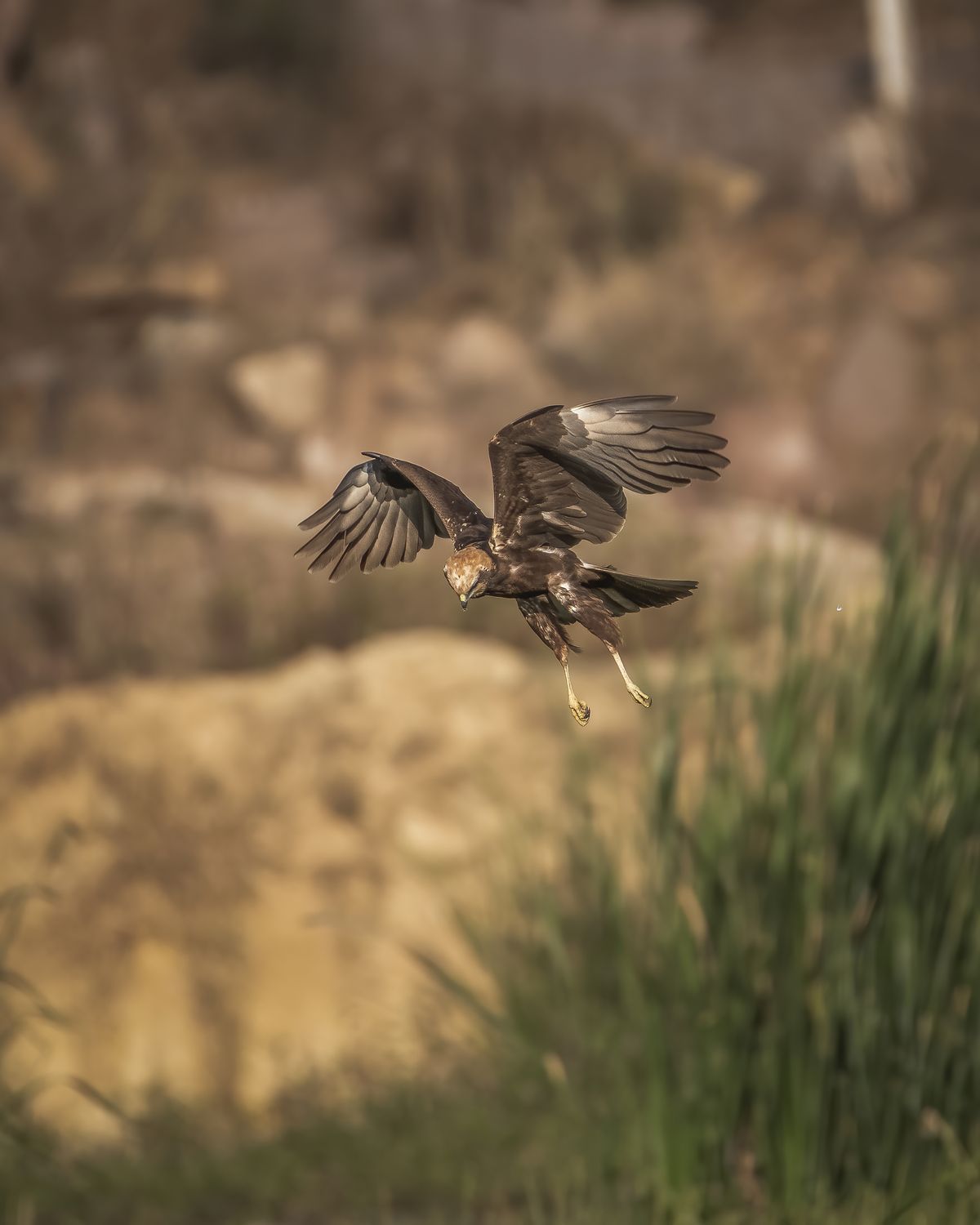 Marsh harrier (1)